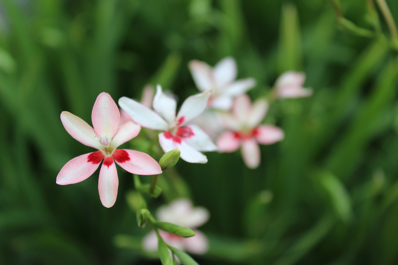 flowers  spring  nature free photo