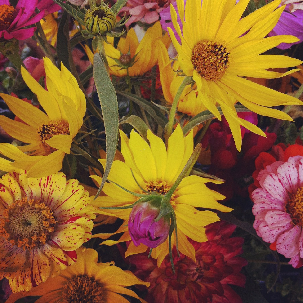 flowers yellow pink free photo