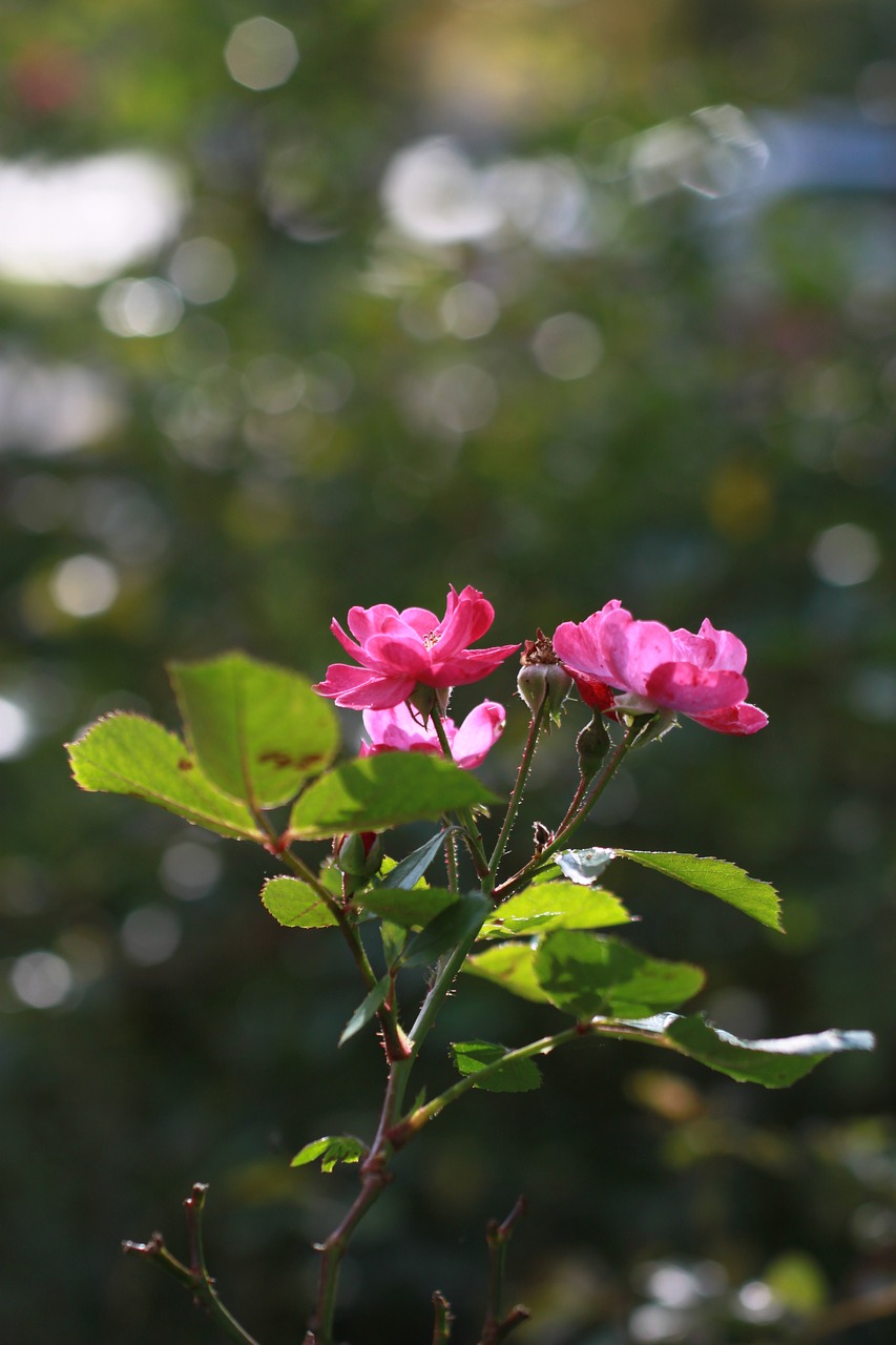 flowers  wildflower  fall flowers free photo