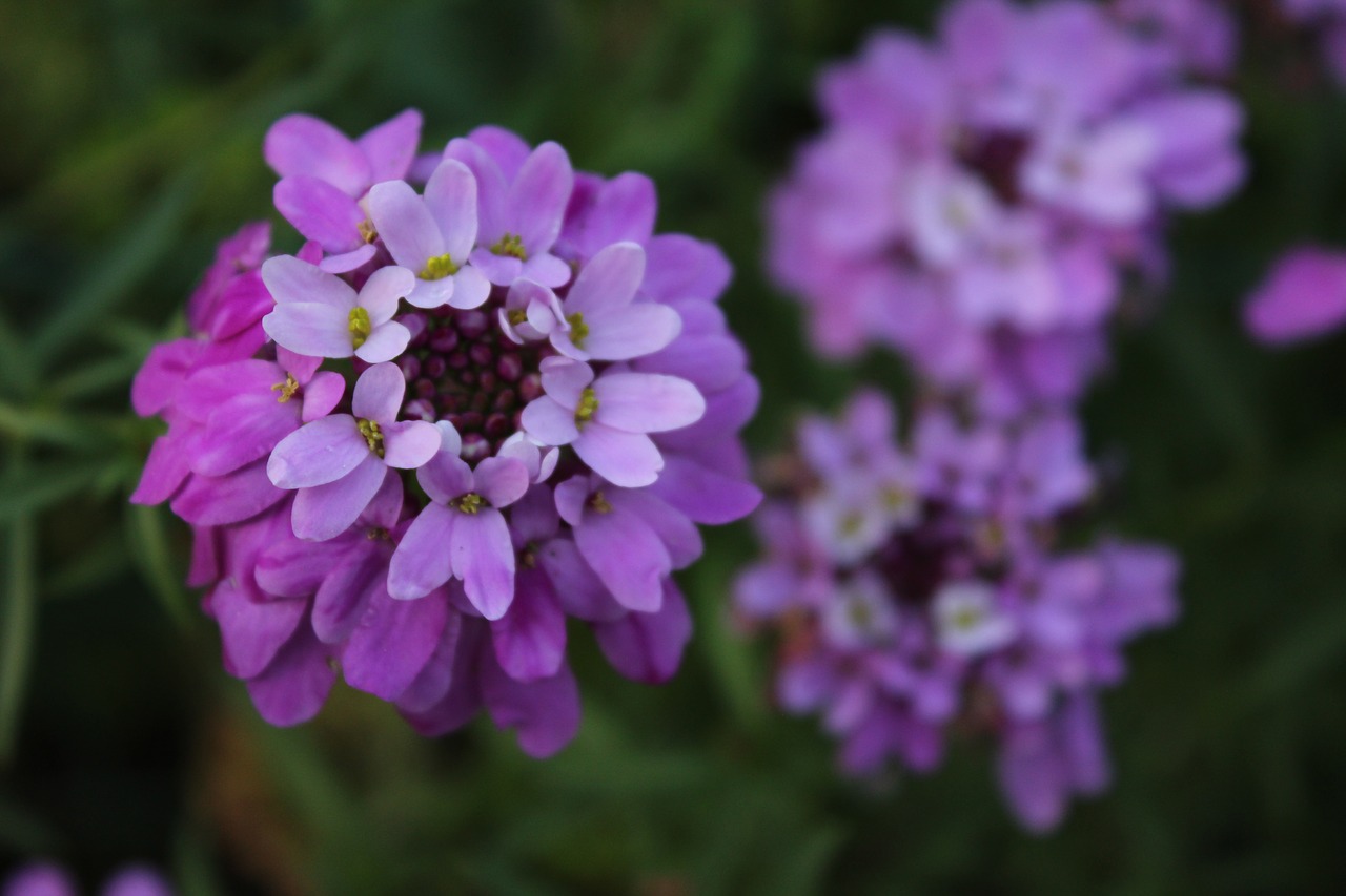 flowers  nature  flower free photo