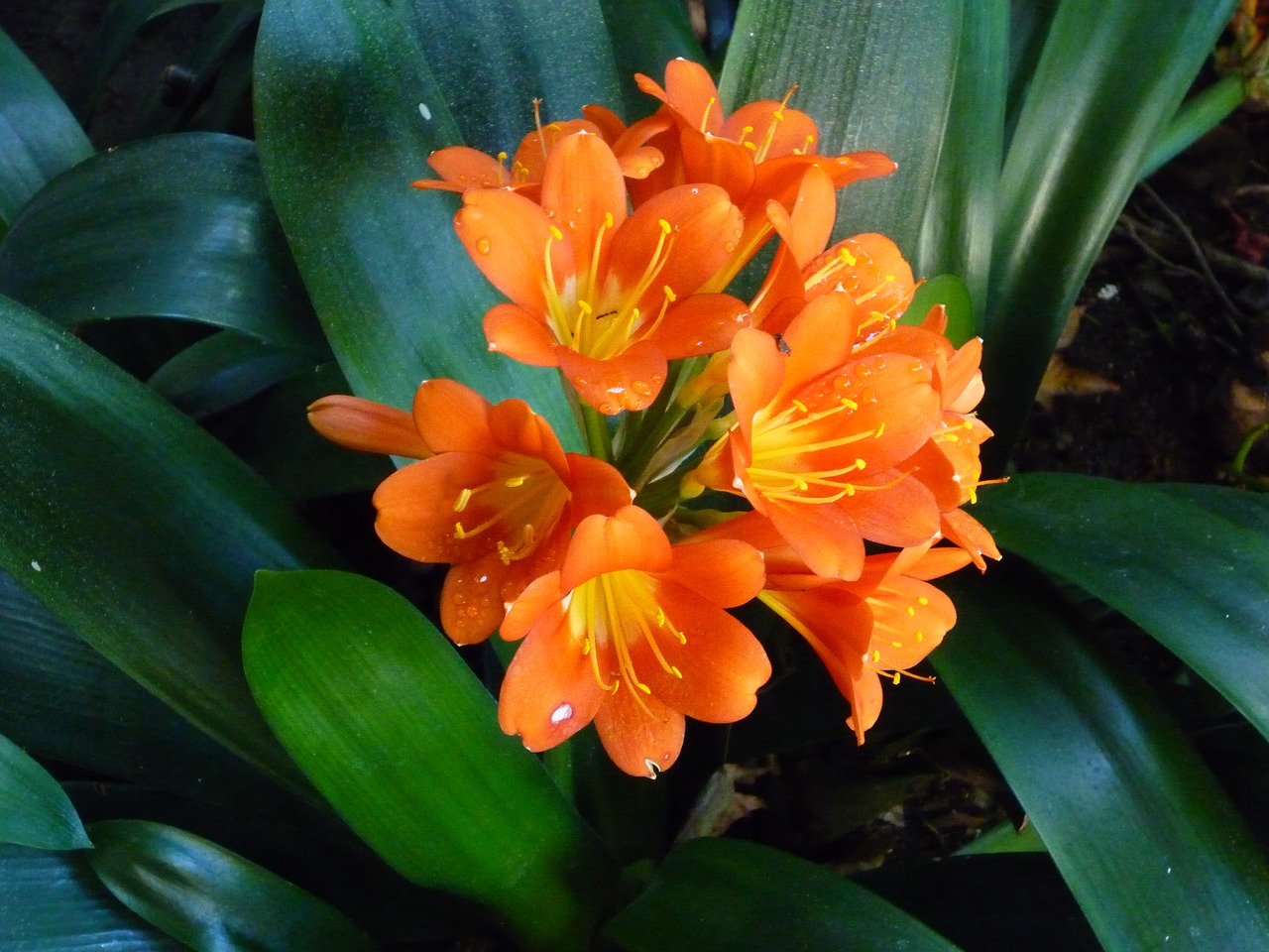 flowers  san diego  orange free photo