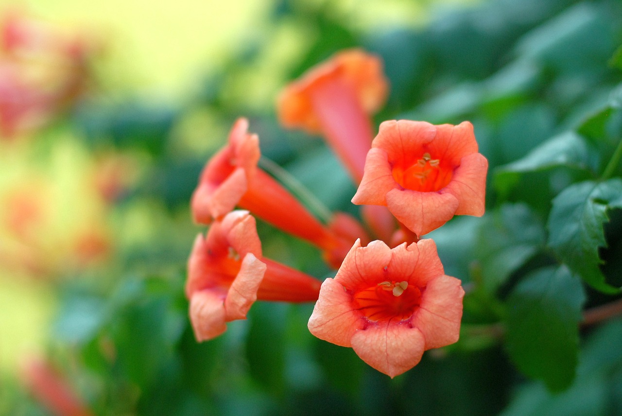 flowers  garden  orange free photo