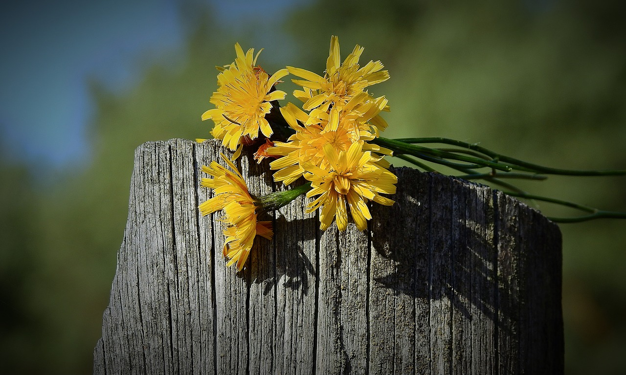 flowers  decoration  bouquet free photo