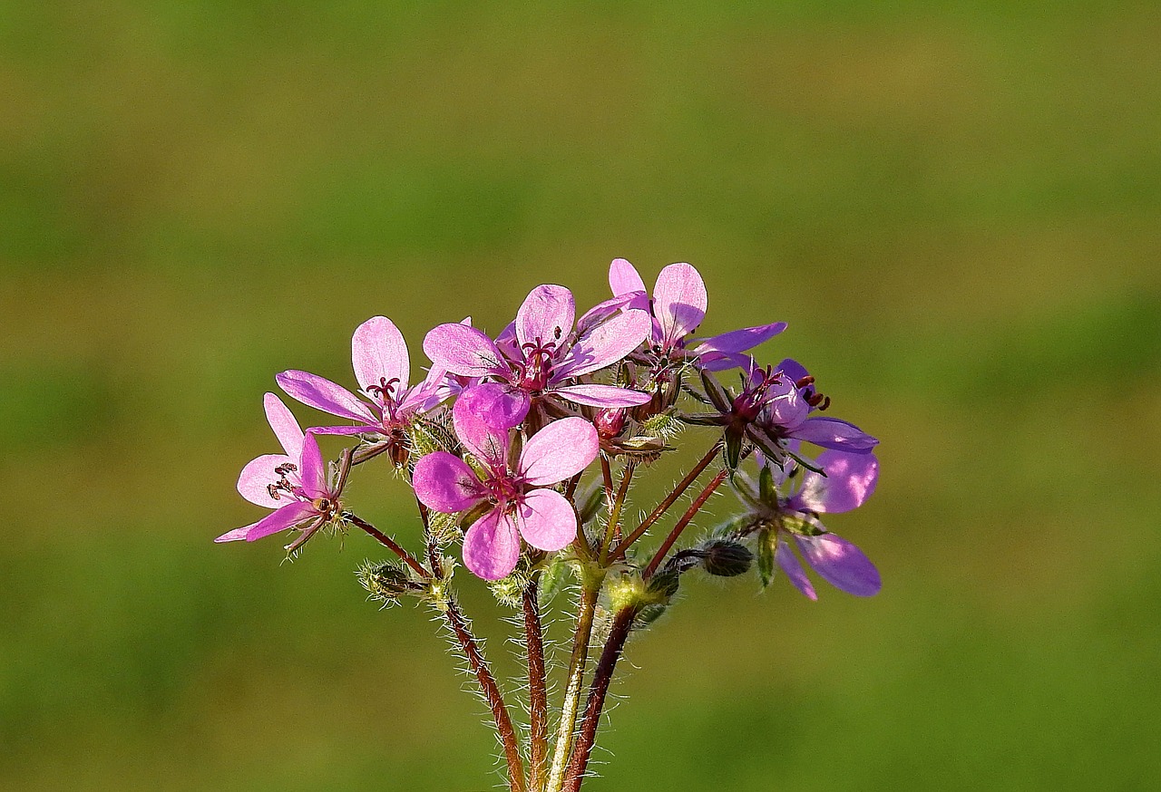 flowers  meadow  the background free photo