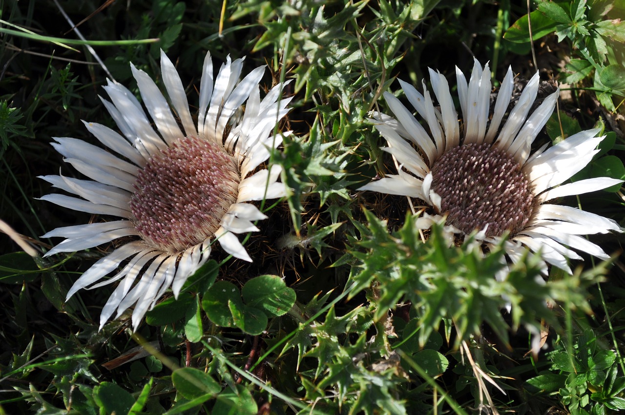 flowers  thistle  flower free photo