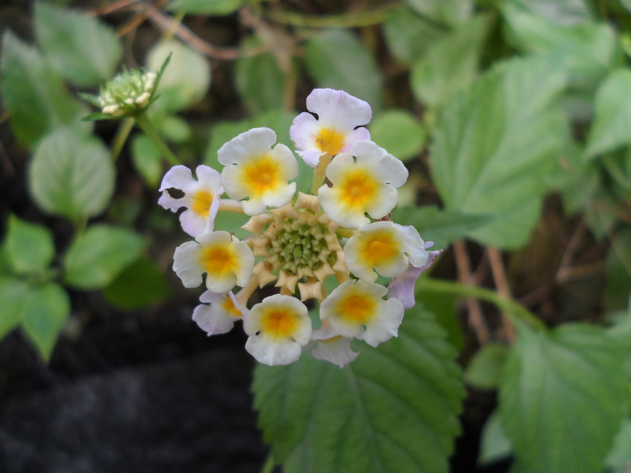 flowers  plant  petals free photo