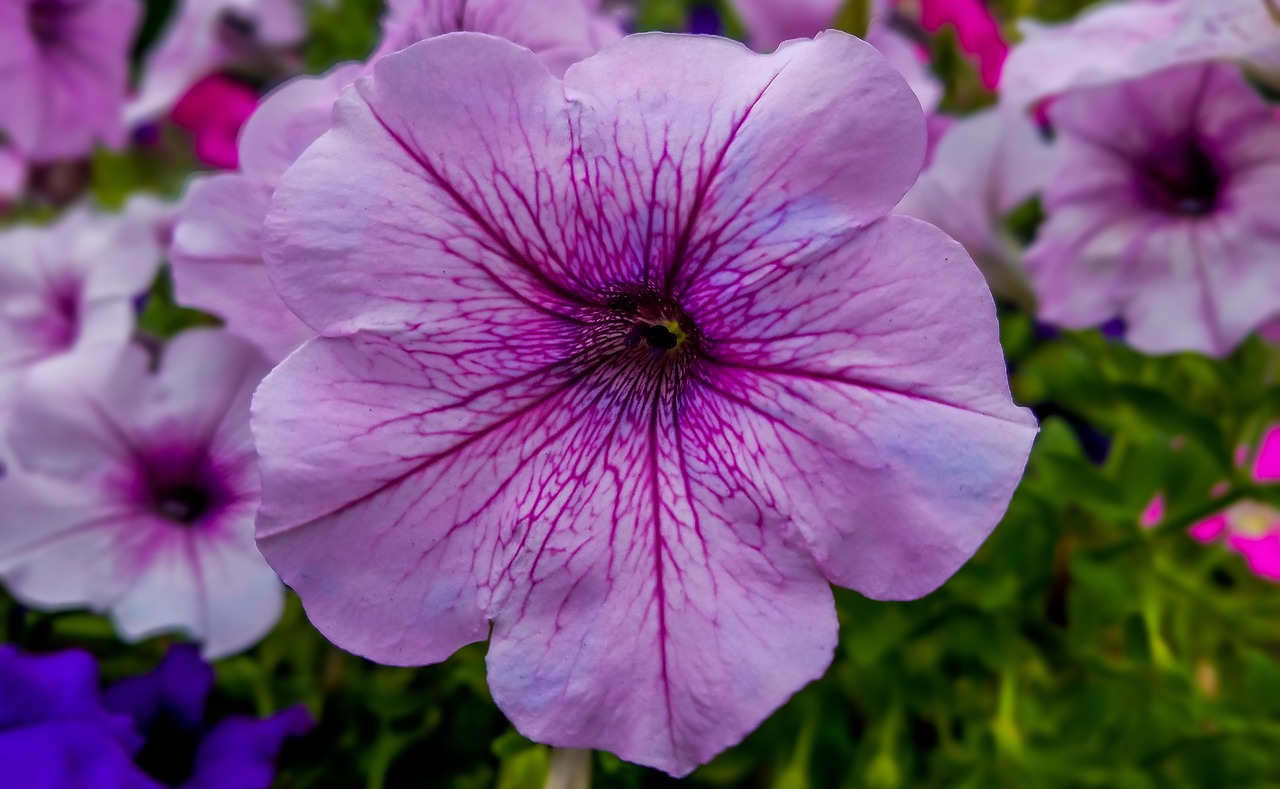 flowers  beautiful flower  pink flower free photo