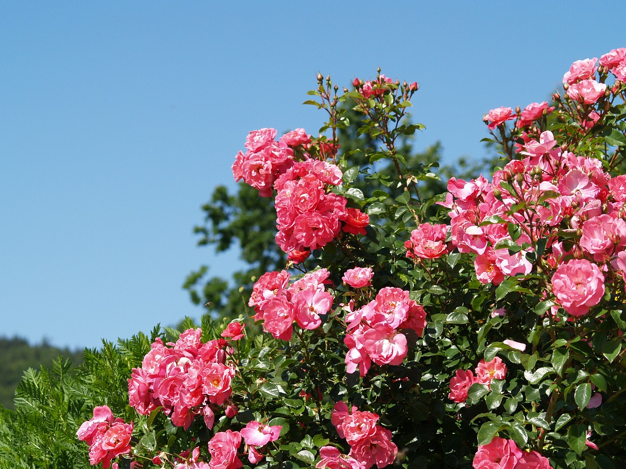 flowers roses rest free photo