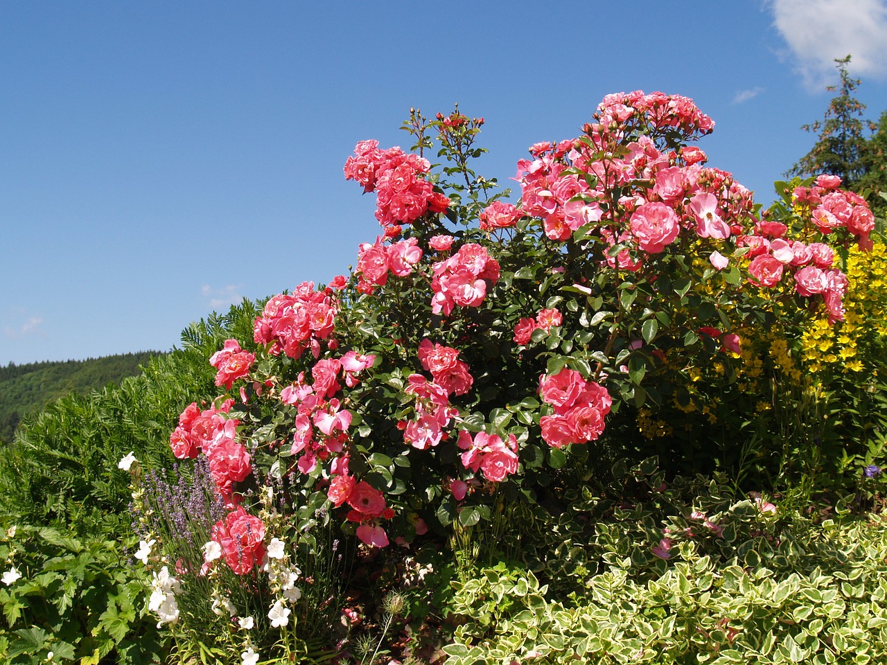 flowers roses rest free photo