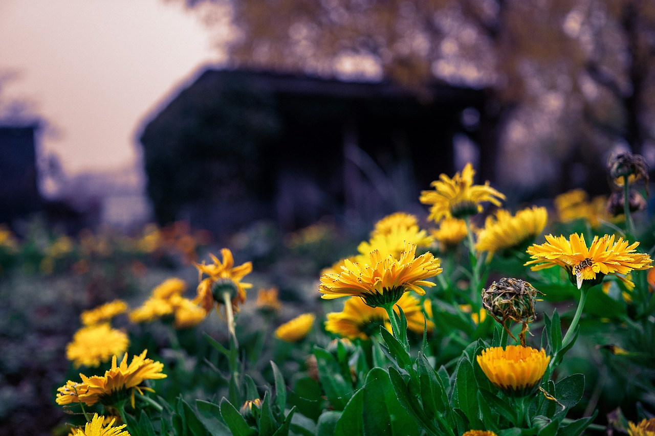 flowers  autumn  nature free photo