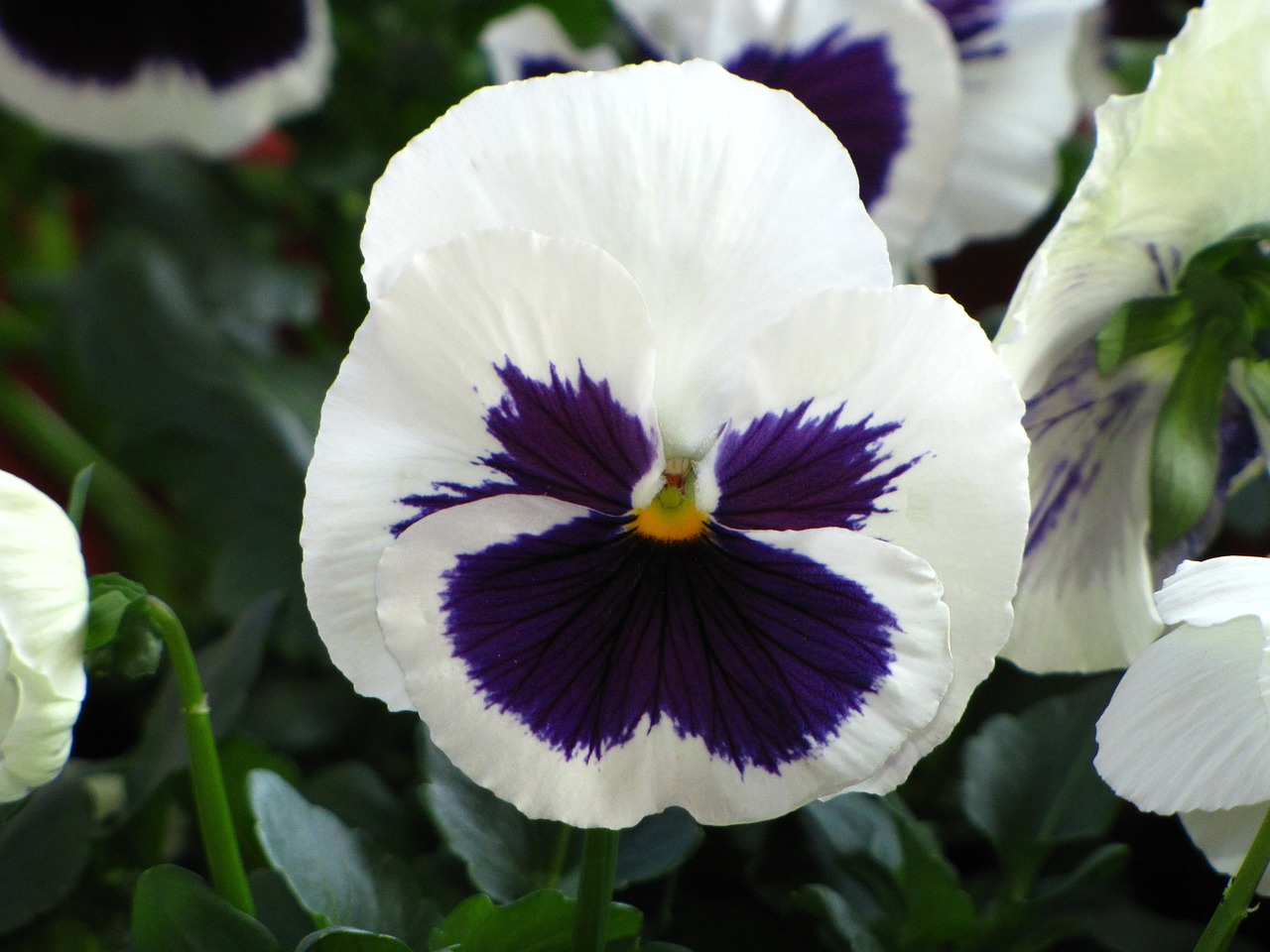 flowers spring pansy free photo