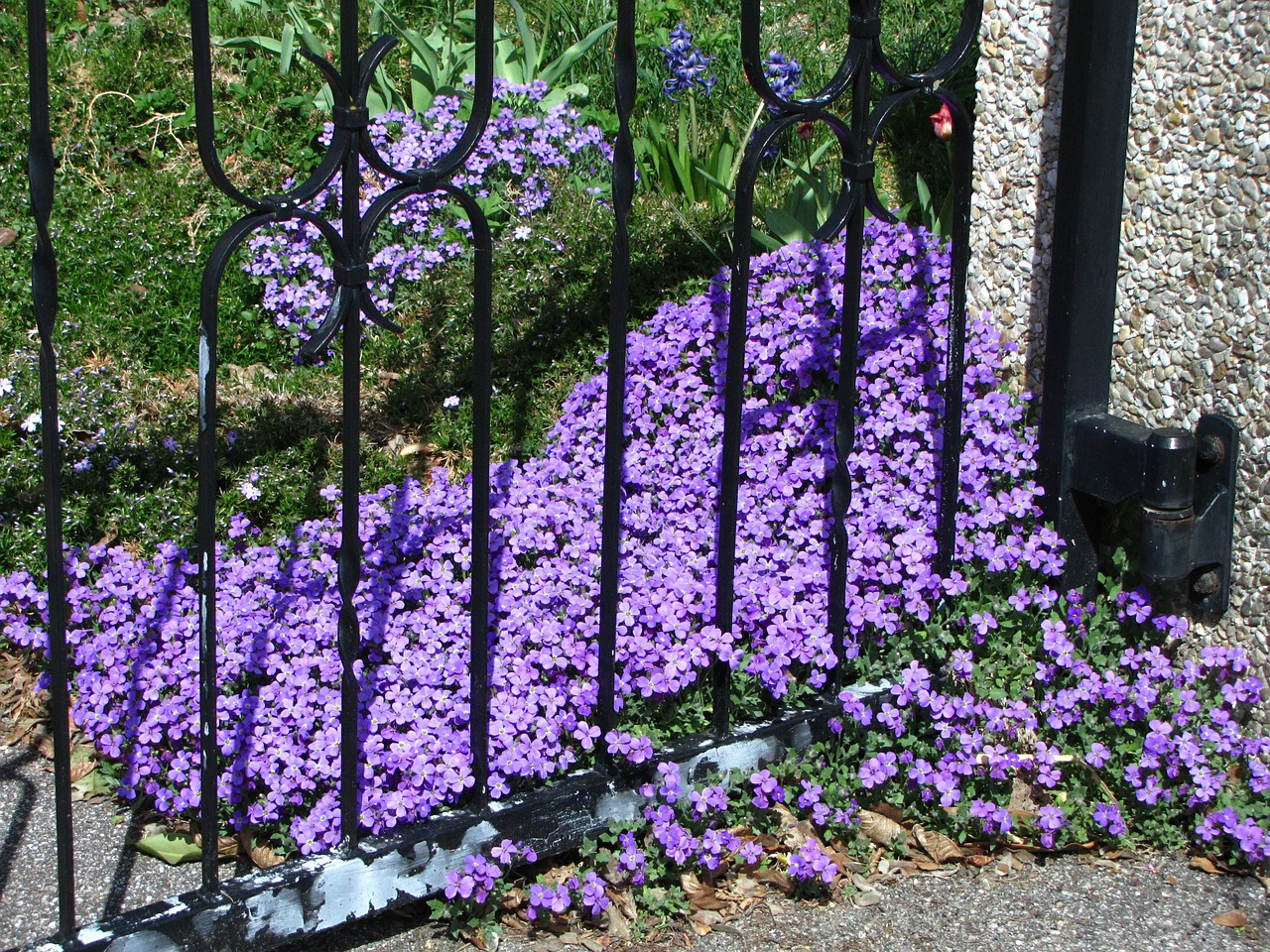 flowers spring purple free photo