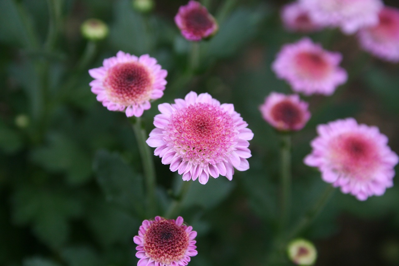 flowers  nature  plants free photo