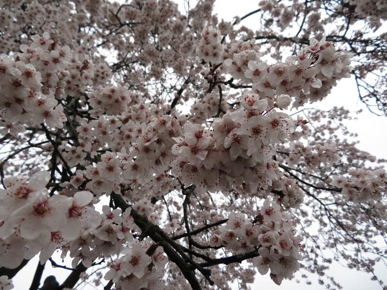 flowers  spring  pink free photo