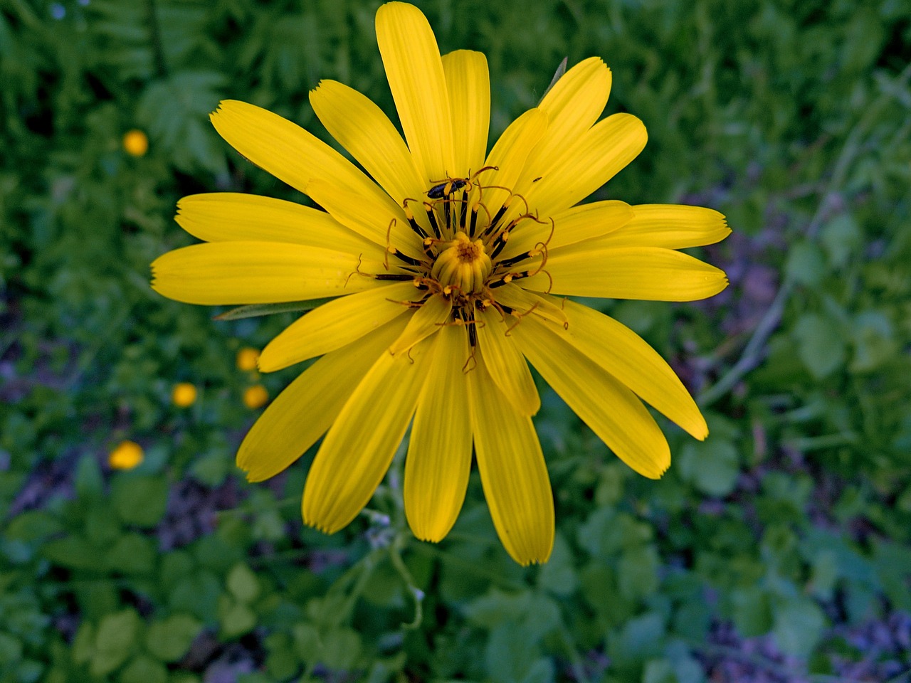 flowers flora of the alps macro free photo