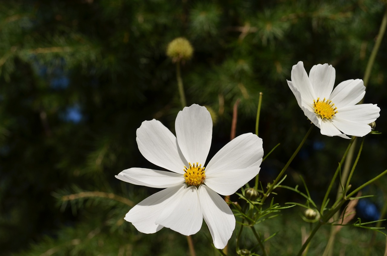 flowers white blossom free photo