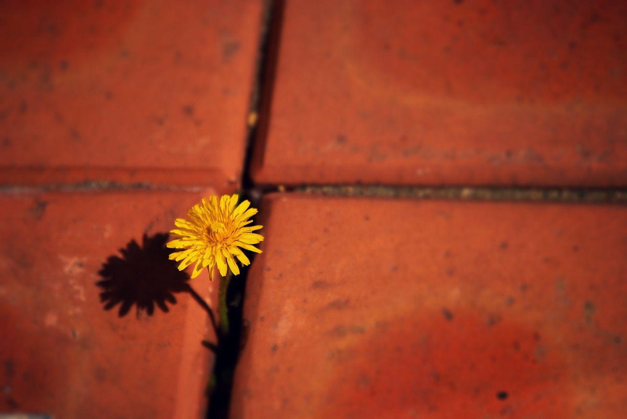 flowers  dandelion  yellow flower free photo