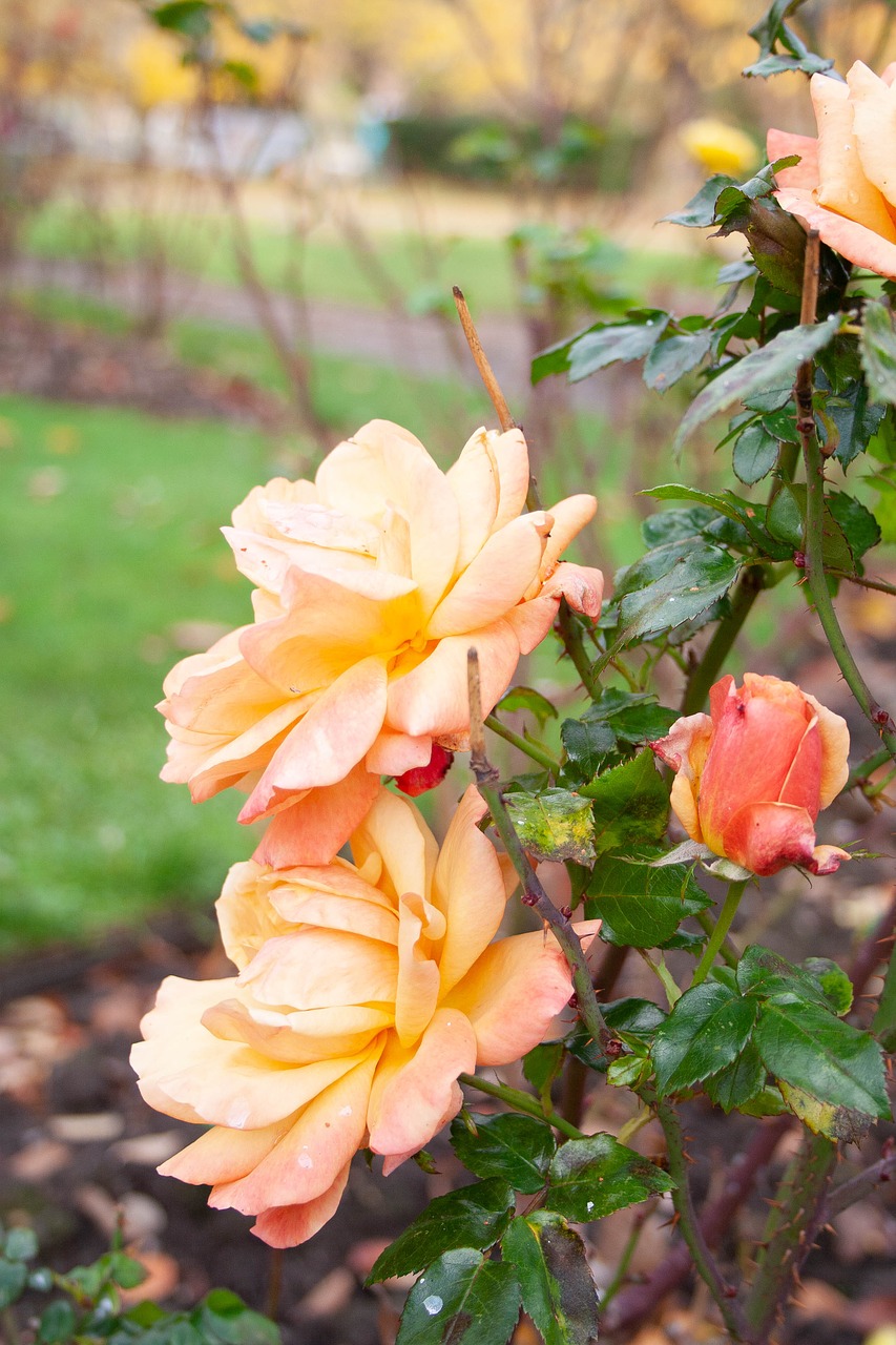 flowers  peach  pink free photo