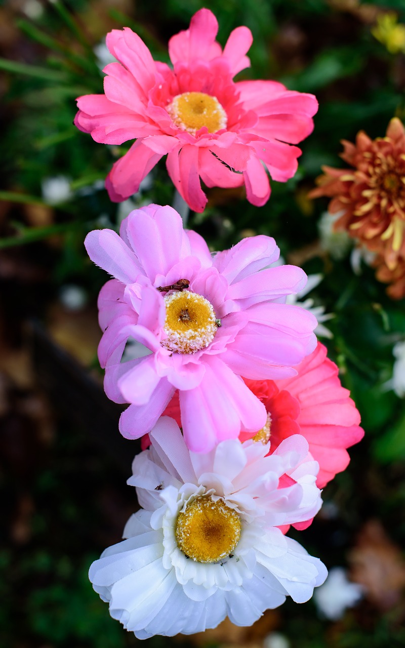 flowers  pink  white free photo