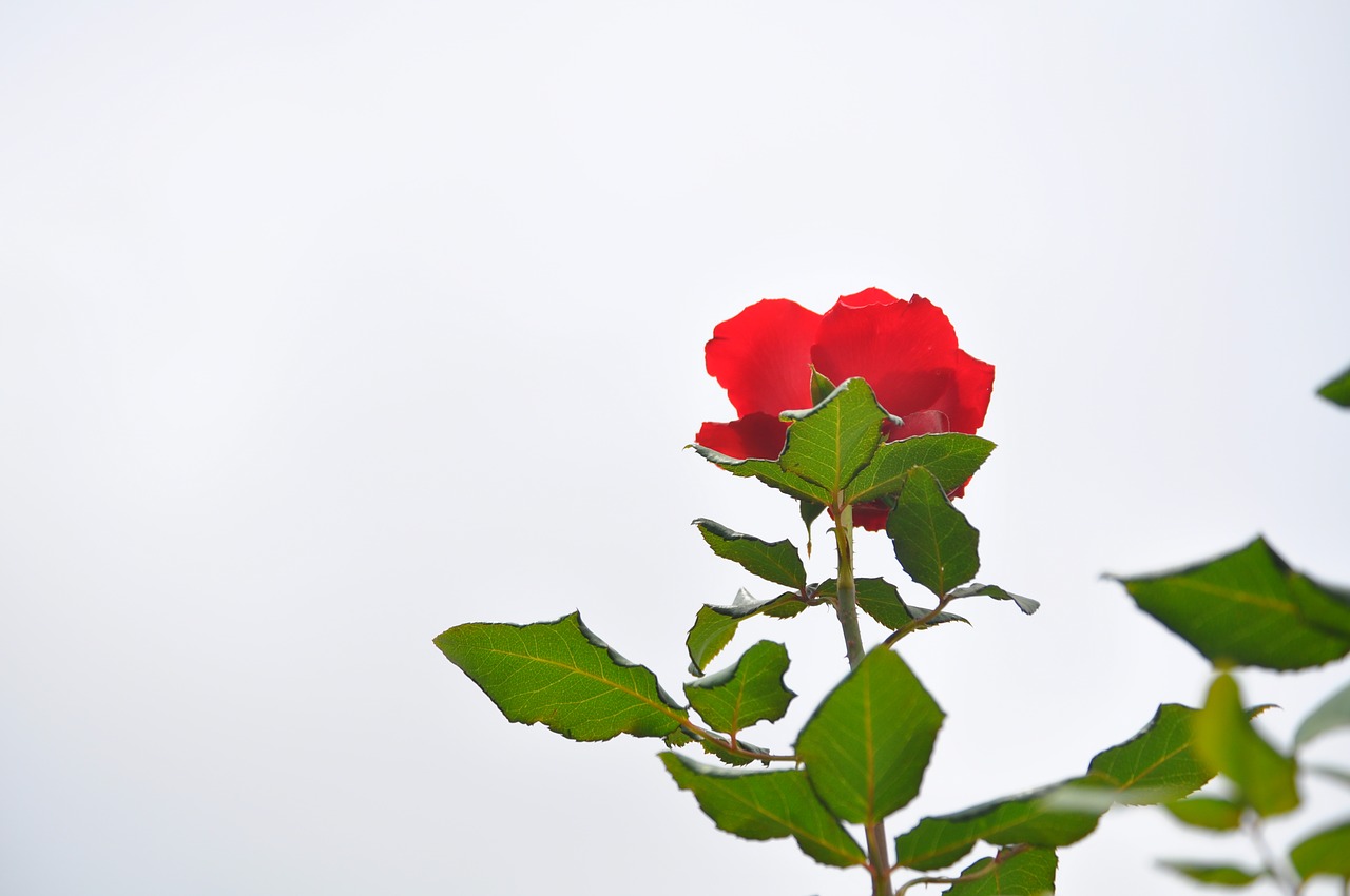 flowers  red flowers  sky free photo