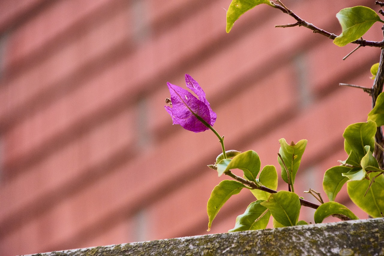 flowers  garden  bougainvillea free photo