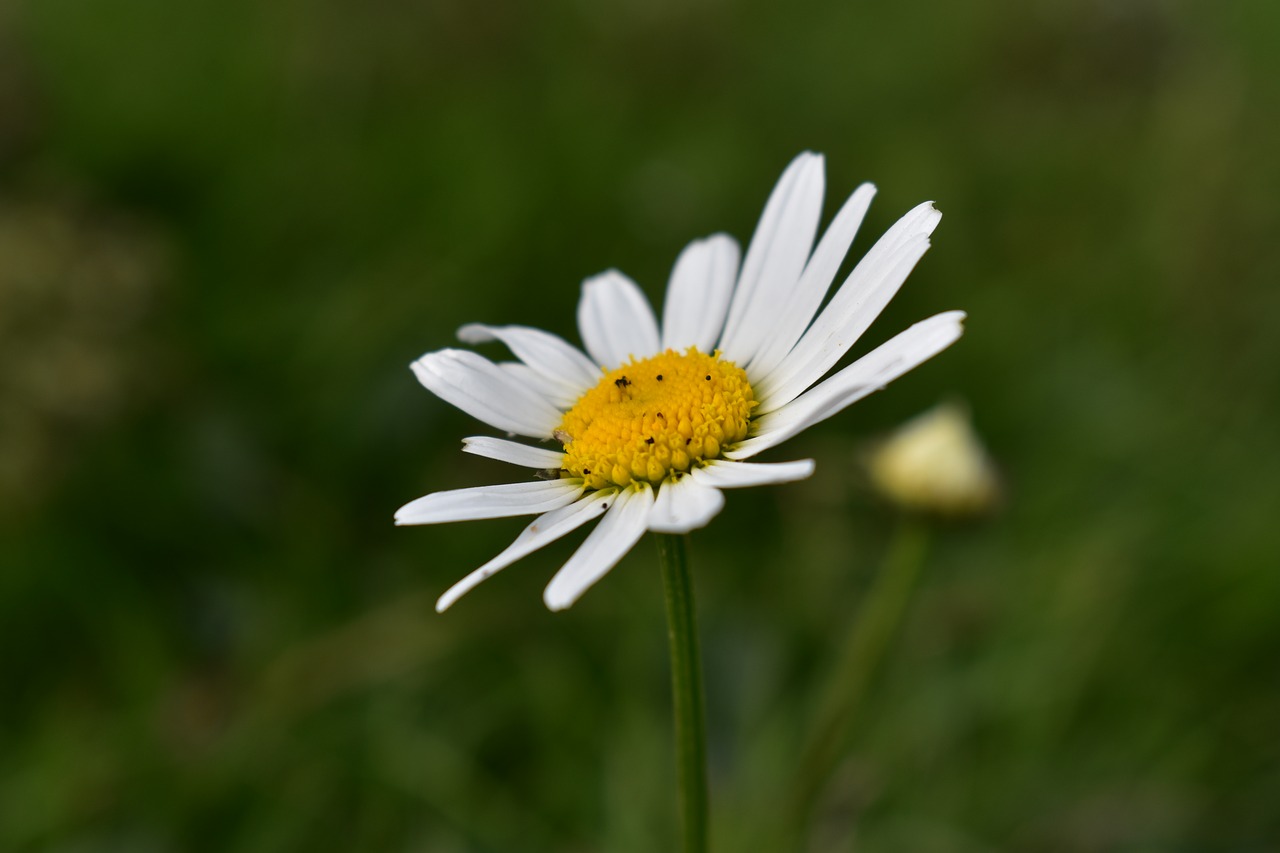 flowers  spring  nature free photo