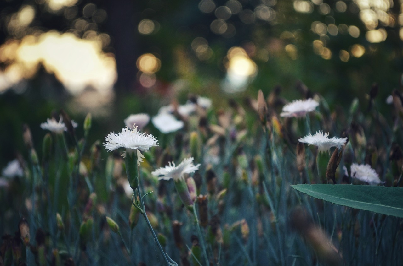 flowers  flower bed  bokeh free photo