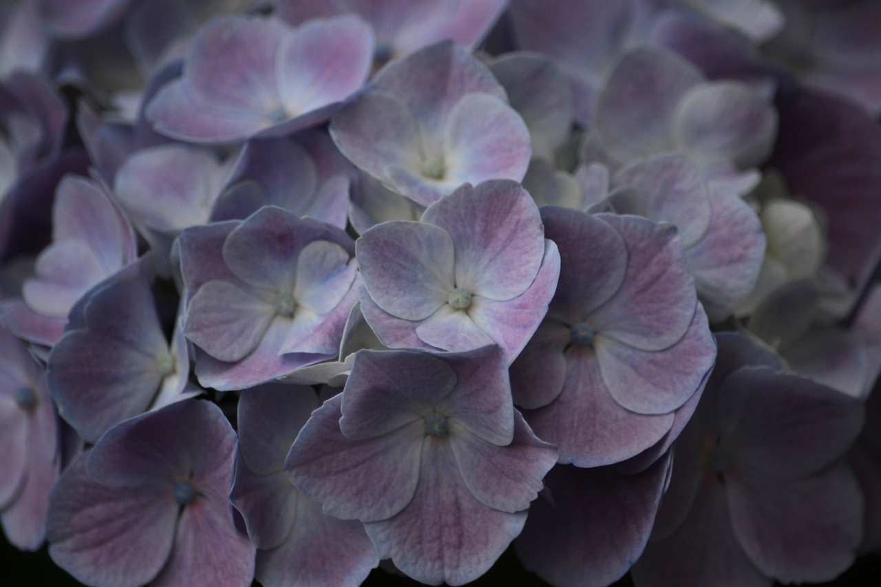 flowers  hydrangea  flower free photo