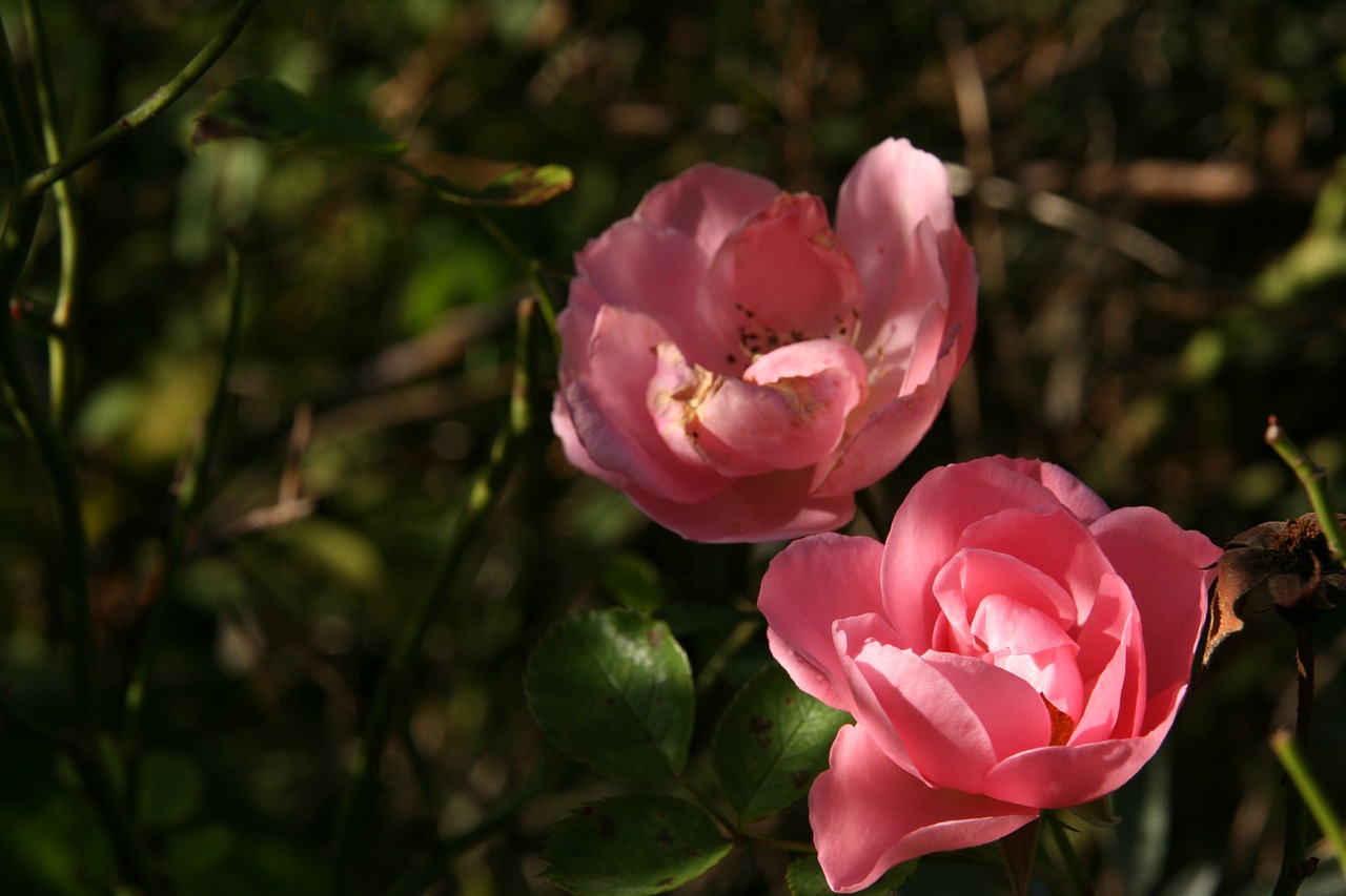 flowers  pink  roses free photo