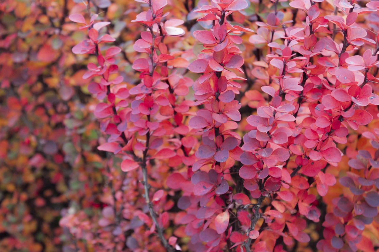 flowers  bush  shrub free photo