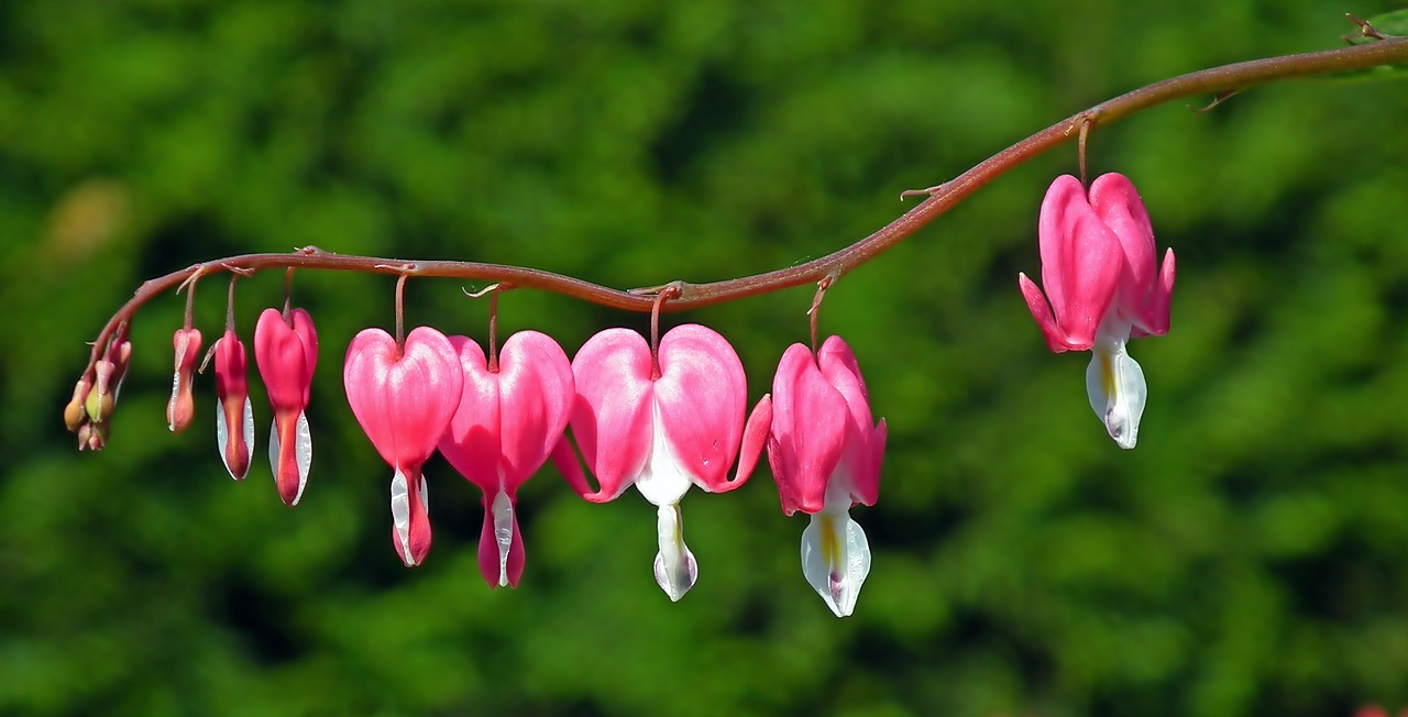 flowers  hearts  pink free photo