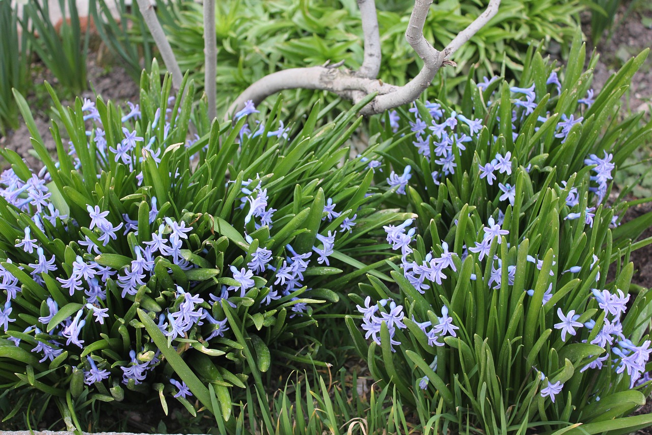 flowers  spring  blue free photo