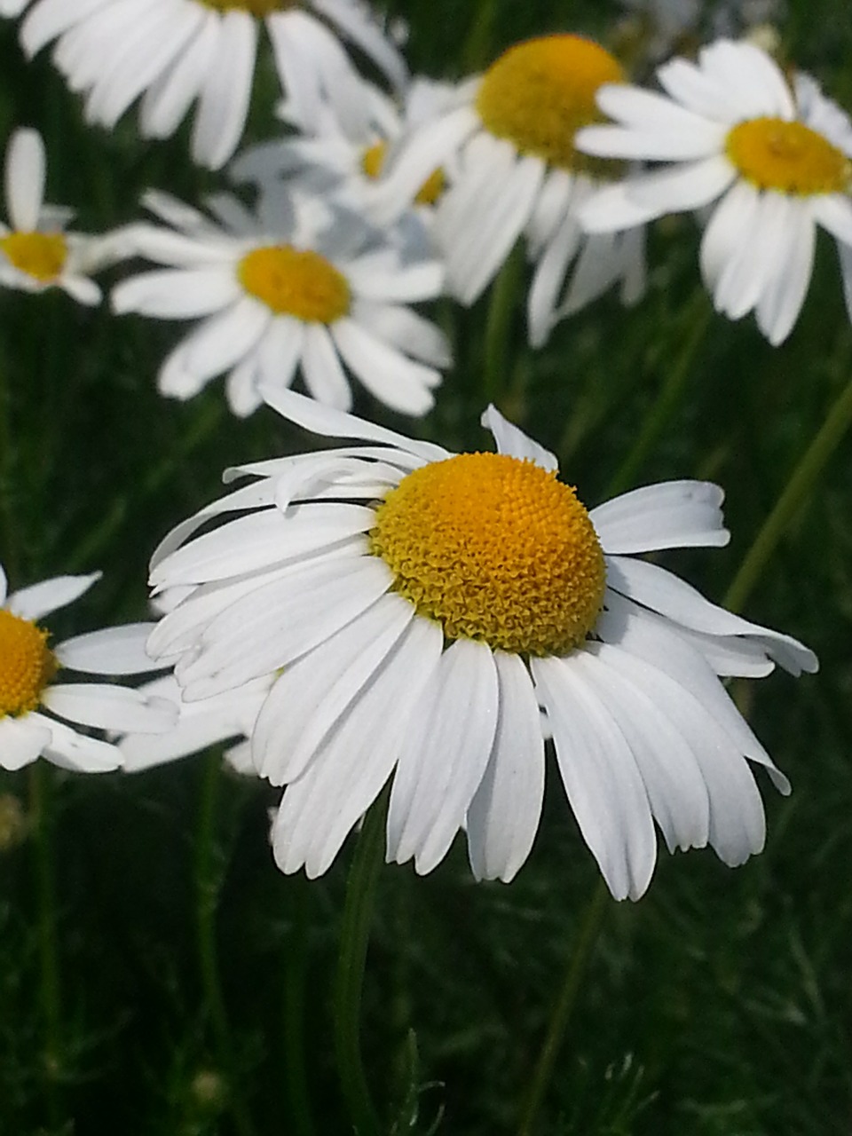 flowers flower meadow chamomile free photo