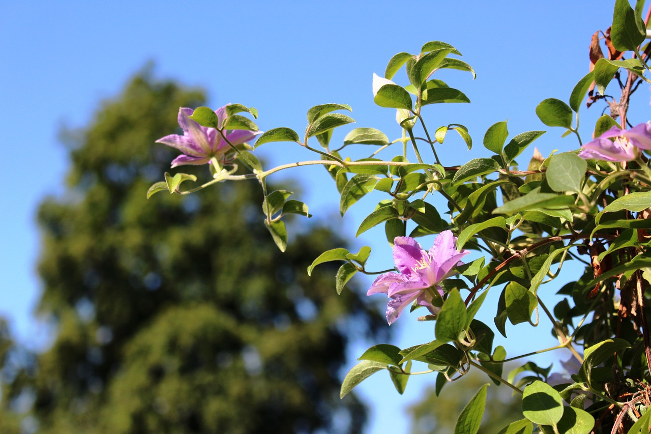 flowers clematis climber free photo