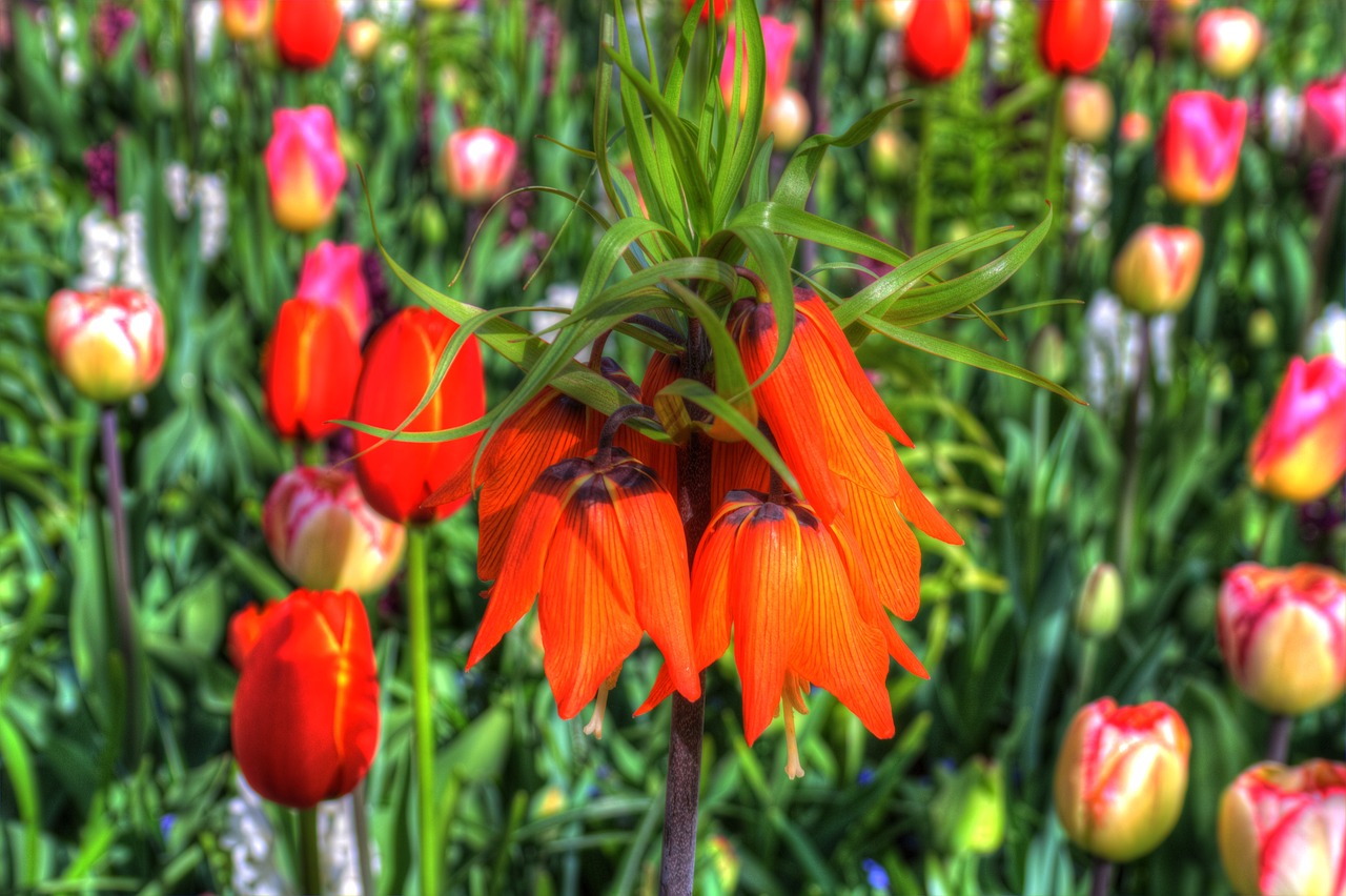 flowers  tulips  bed free photo