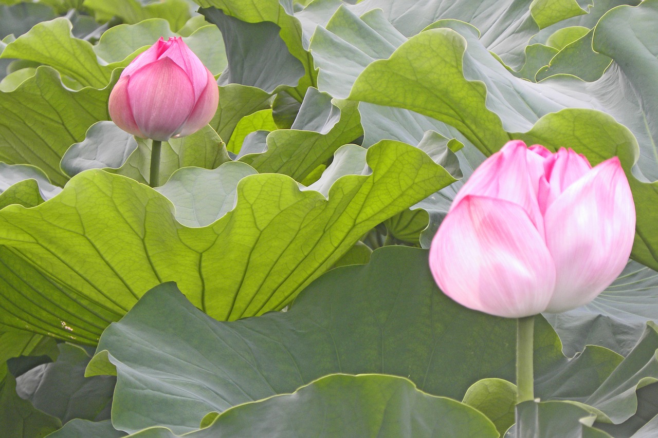 flowers  floral  pink free photo