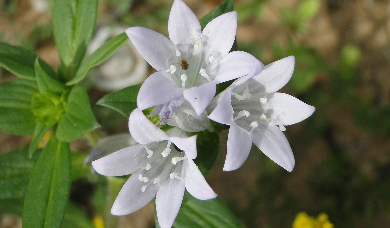 flowers  garden  nature free photo