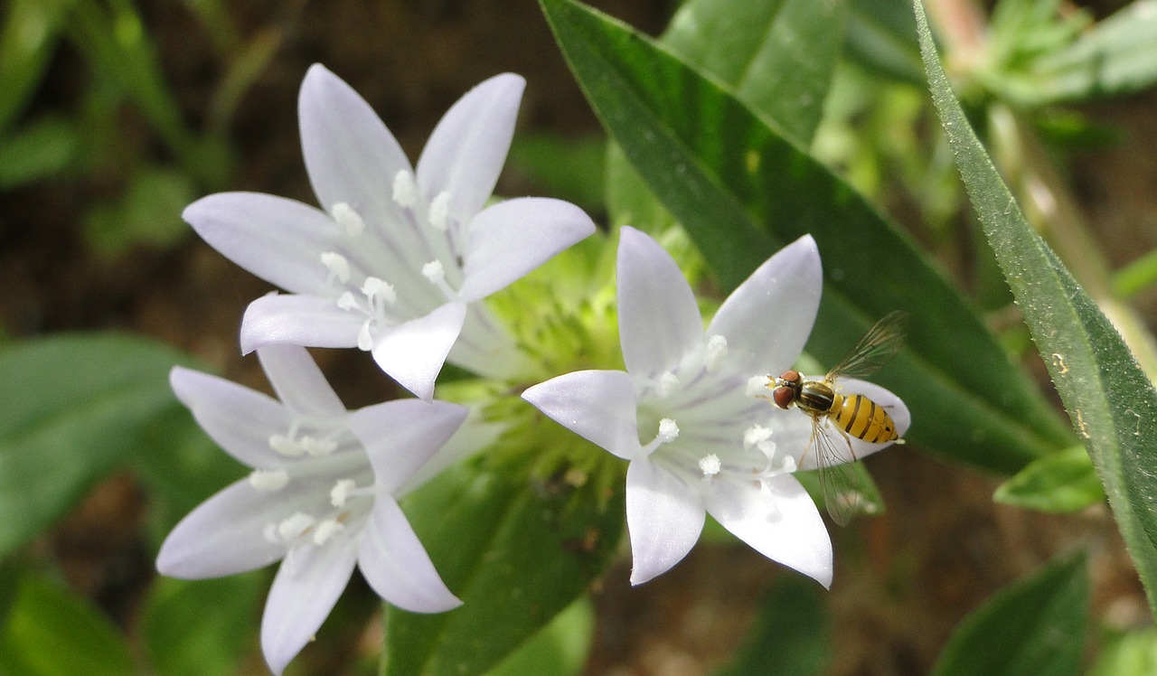 flowers  garden  white free photo