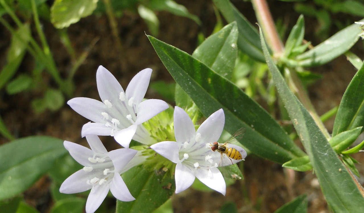 flowers  garden  white free photo