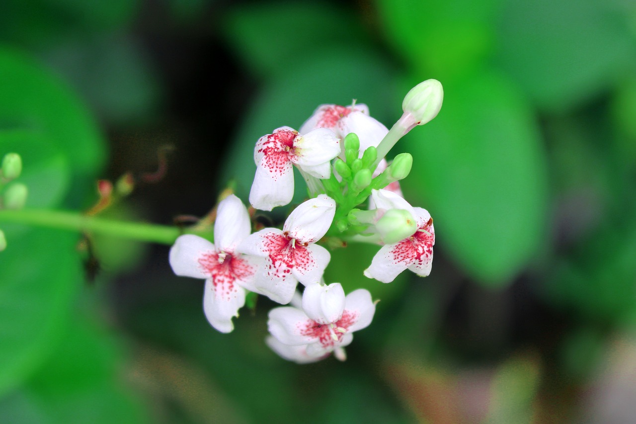 flowers  red  white free photo