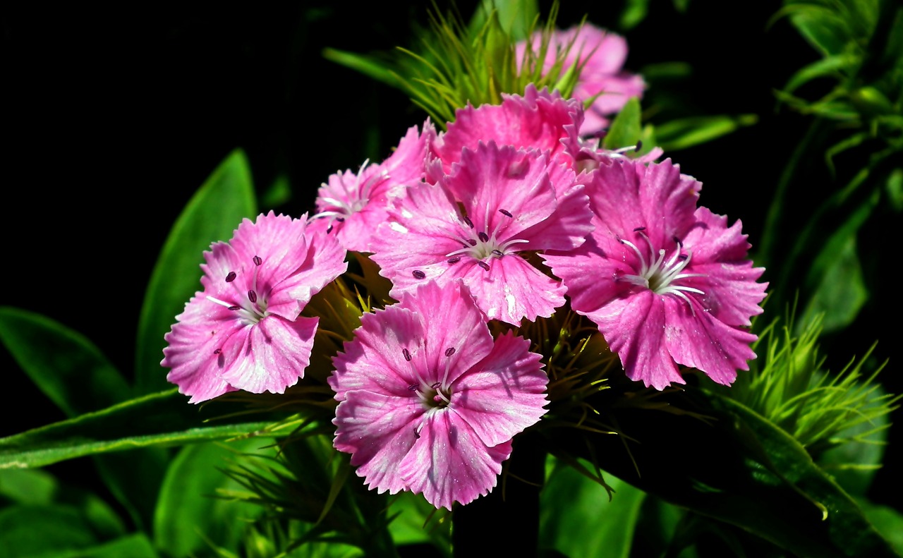 flowers  gożdziki stone  garden free photo
