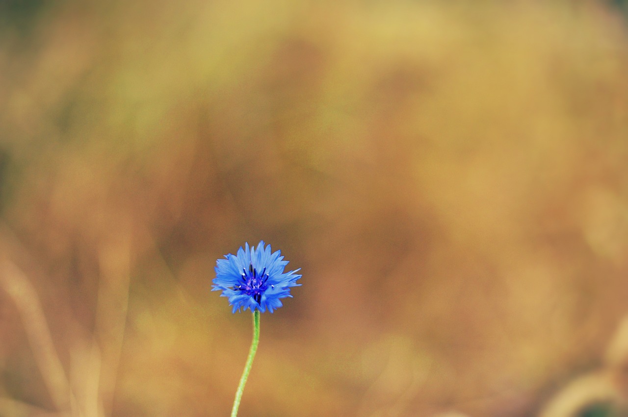 flowers  affix  nature free photo