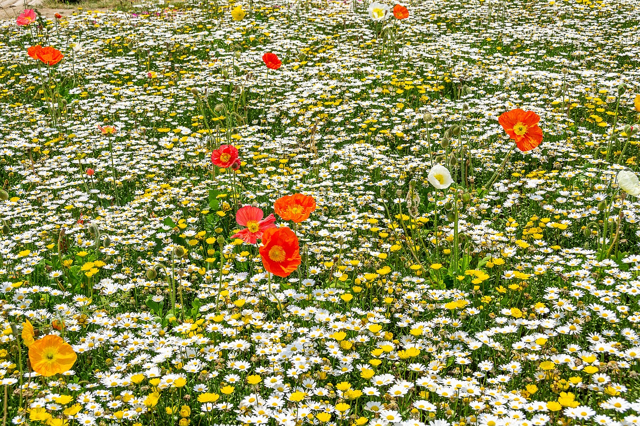 flowers  poppy  park free photo