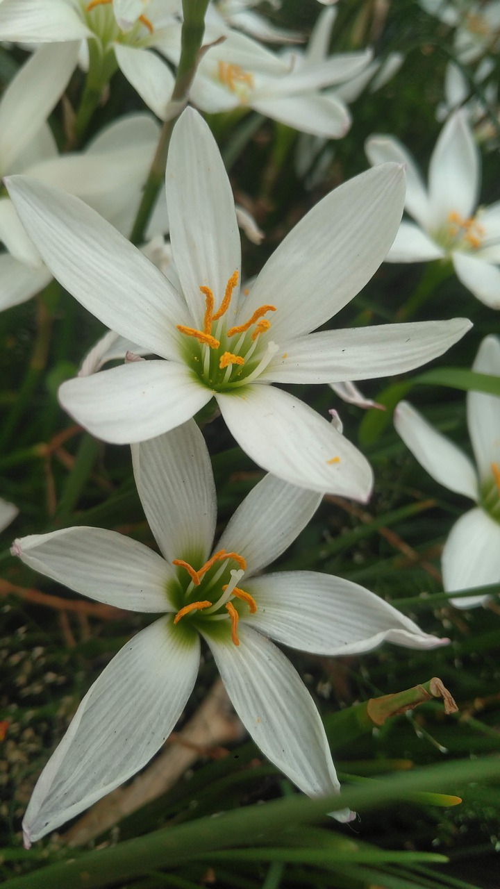 flowers  white  bloom free photo