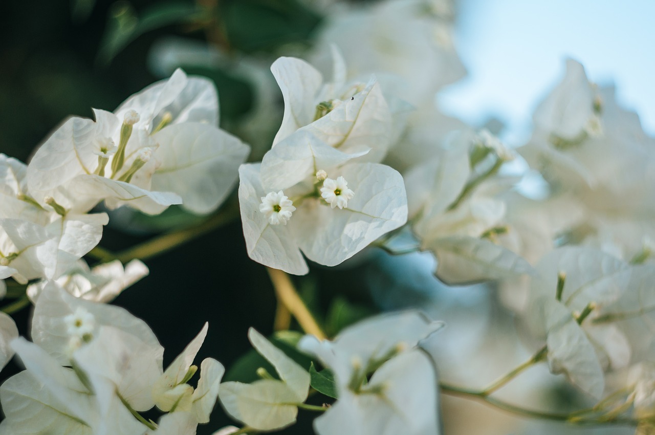 flowers  greece  cyprus free photo