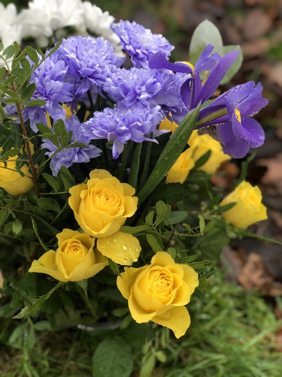 flowers  roses  yellow free photo