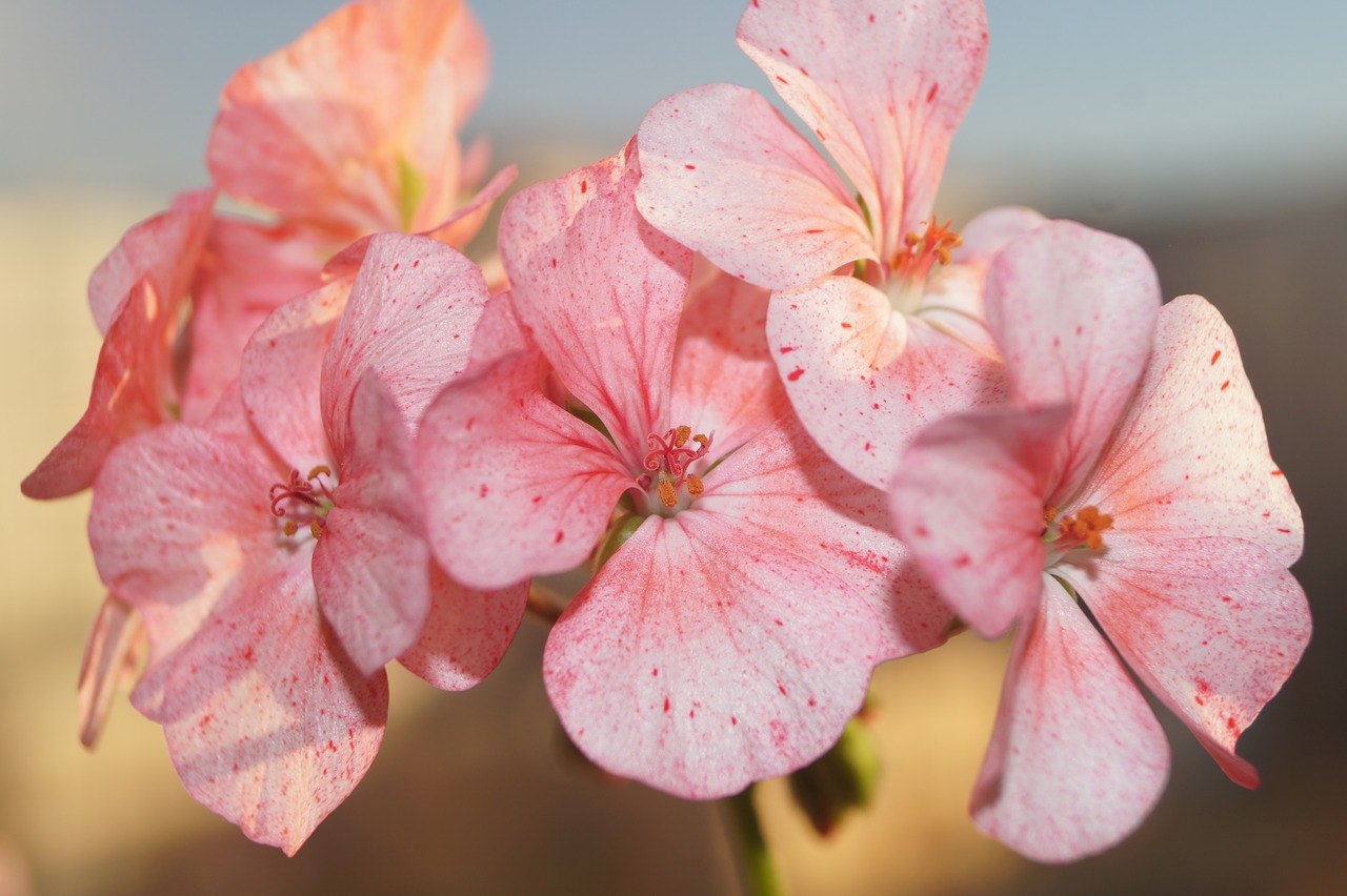 flowers  geranium  sun free photo