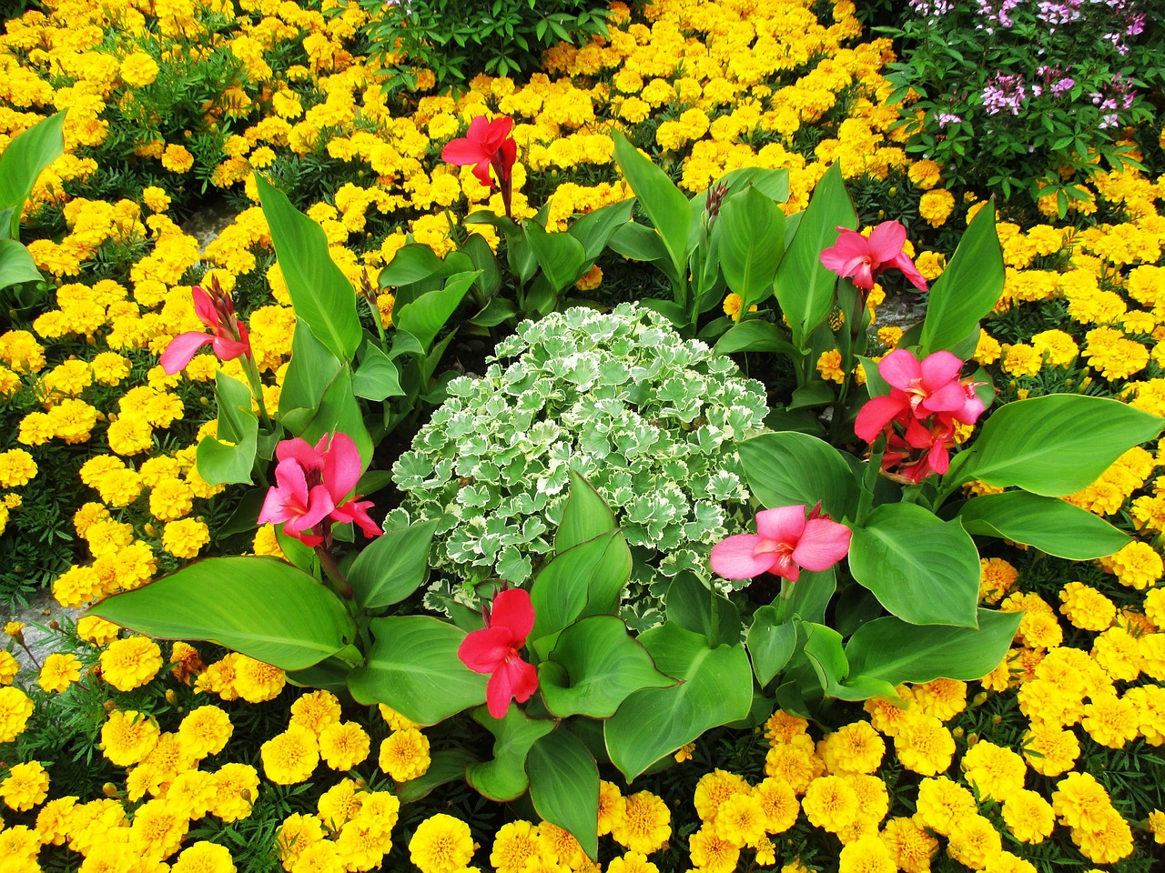 flowers flower bed bright free photo