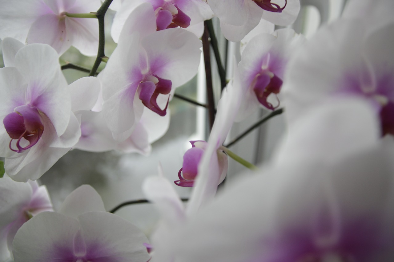 flowers  bloom  orchid free photo