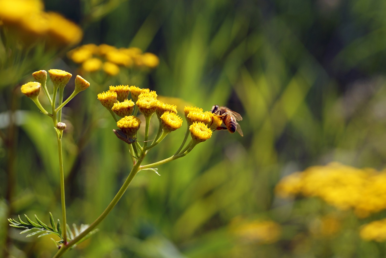flowers yellow honey bee free photo
